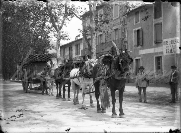 A team of decorated horses with cart in Provence, France, circa 1900