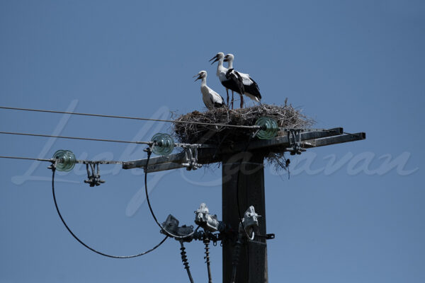 A family of storks in a nest on an electricity pylon, France.