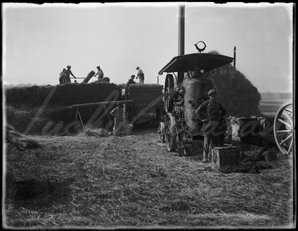 The machine-harvested haymaking season in the early 20th century.