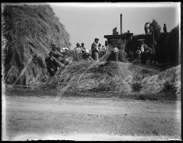The machine-harvested haymaking season in the early 20th century.
