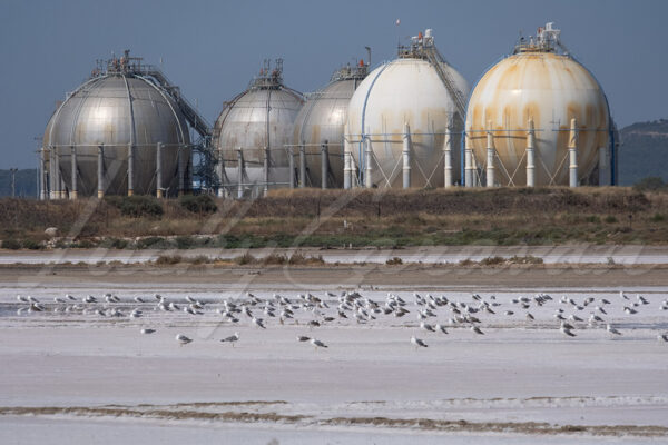 A flock of seagulls in former salt pans in front of a petrochemical plant.
