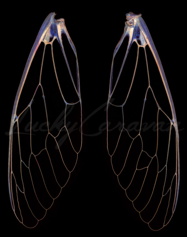 Cicada wings