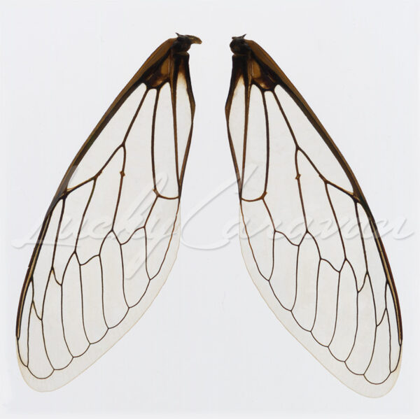 Cicada wings