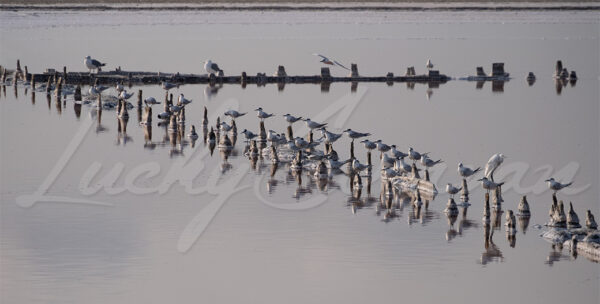 Seagulls and egrets perched on the wooden posts of the vanished dykes of a former salt pan.